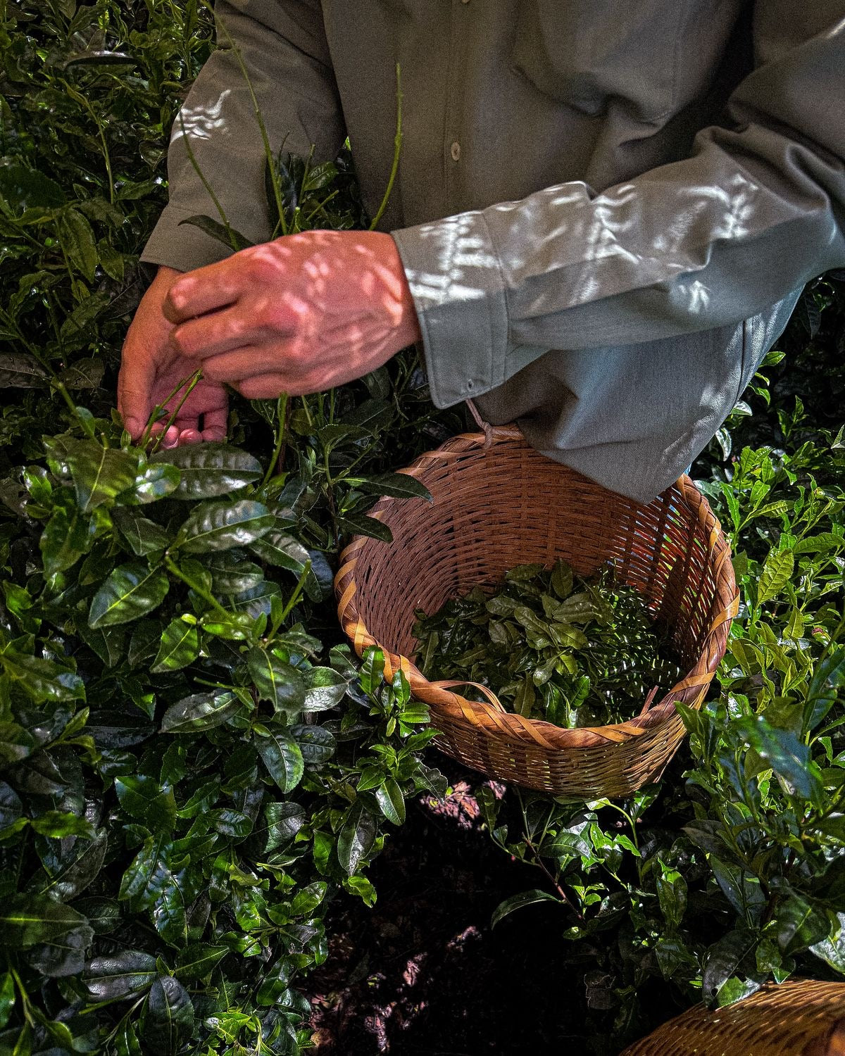 Tea fields, Kagoshima